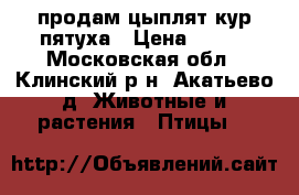 продам цыплят кур пятуха › Цена ­ 100 - Московская обл., Клинский р-н, Акатьево д. Животные и растения » Птицы   